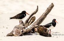 Bribie Island 4WD beach and bunker tour
