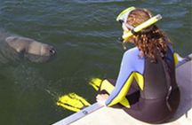 Boat tour from Orlando to snorkel and swim with manatees