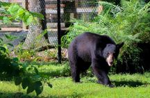 Boat tour from Orlando to snorkel and swim with manatees
