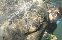 Boat tour from Orlando to snorkel and swim with manatees
