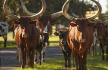 Ultimate Central Florida Everglades and Safari Park