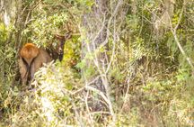 Ultimate Central Florida Everglades and Safari Park