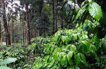 Tad Fane waterfall and Bolaven Plateau coffee full-day from Pakse