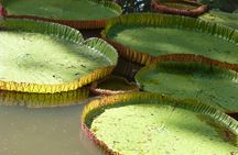 Mauritius Sugar World and Botanical Garden tour