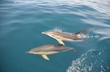 Caves in the Algarve and Dolphin-Watching Boat Tour from Albufeira