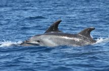 Dolphins and Caves Cruise Tour in Albufeira