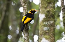 Lamington National Park, O'Reilly's and vineyard tour