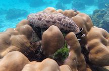 Full-day Koh Rok and Koh Haa from Koh Lanta