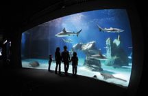 Genoa Aquarium entrance ticket with lunch