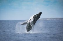 Whale and dolphin watching tour from São Miguel