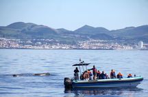 Whale and dolphin watching tour from São Miguel