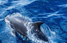 Whale and dolphin watching tour from São Miguel