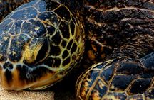 Oahu’s North Shore photo experience
