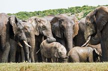 6-day Garden Route and Addo Elephant National Park from Cape Town