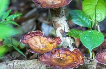 Sinharaja Forest Reserve private trek from Bentota region