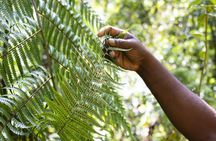Sinharaja Forest Reserve private trek from Bentota region