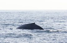 Mirissa whale watching experience from Bentota region