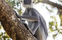Yala National Park safari from Bentota region