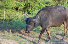 Yala National Park safari from Bentota region