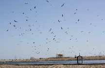 Bird watching with quad bike experience in Sharm