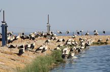 Bird watching with quad bike experience in Sharm