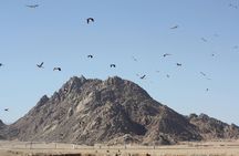 Bird watching with quad bike experience in Sharm
