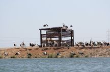 Bird watching with quad bike experience in Sharm
