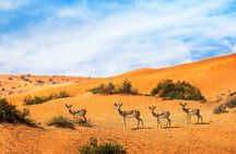 4x4 sunrise and wildlife desert safari with picnic from Dubai
