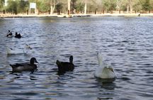 4x4 sunrise and wildlife desert safari with picnic from Dubai