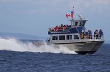 3-hour catamaran whale watching tour in Victoria