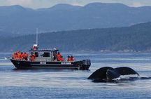 Marine wildlife & whale watching tour in Victoria