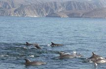 Morning dolphin cruise in Muscat