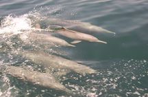 Morning dolphin cruise in Muscat