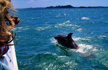 Dolphin watching in Salalah