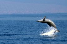 Dolphin watching in Salalah