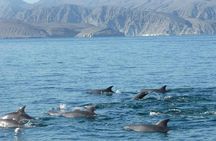 Dolphin watching in Salalah
