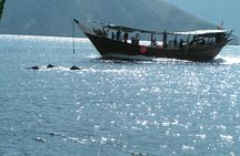 Dolphin watching in Salalah