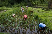 Adventure tour of Kohala waterfalls
