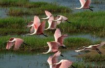 Everglades National Park full-day adventure tour with dry hike