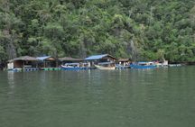 Langkawi mangrove river cruise half-day experience