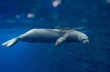 Niihau and Na Pali Coast Full-Day Snorkeling Cruise