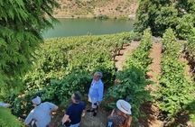 Full-day wine tour of Douro Valley