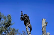 Chimpanzee Eden and Botanical Gardens private tour from Hazyview