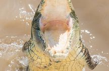 Spectacular Jumping Crocodile Cruise on the Adelaide river