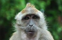 Langkawi UNESCO geopark mangrove half-day tour