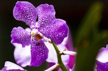 Kandy private day tour from Galle region