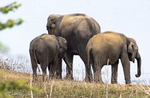Udawalawe National Park private safari from Galle region