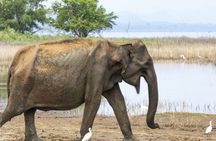 Udawalawe National Park private safari from Galle region