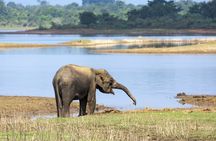 Udawalawe National Park private safari from Galle region