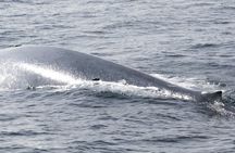 Mirissa whale watching from Negombo Region